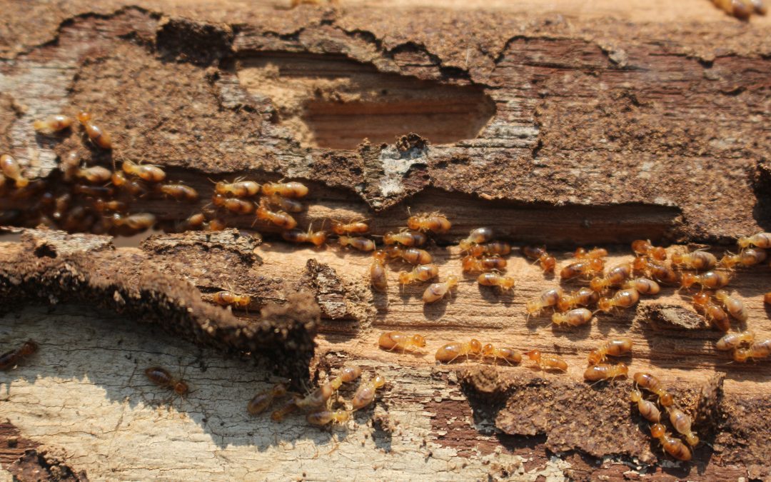 Signs Of A Wood-Destroying Pest Infestation When Buying A House