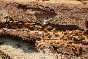 Wood Destroy Pest